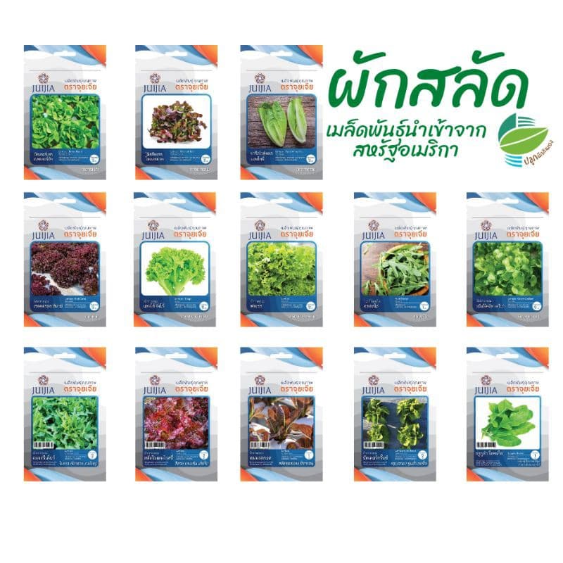 เมล็ดพันธุ์​ ผักสลัด 18 ชนิด ผักกาดหอม กรีนโอ๊ค คอส เรดโอ๊ค ฟิลเล่ย์ บัตเตอร์เฮด เรดคอรอล ไวลด์ร็อคเก็ต อรูกูล่า รูปที่ 3