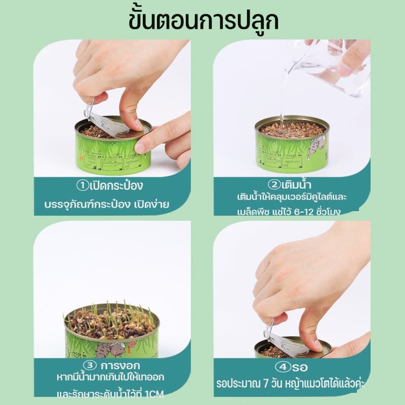 ！！หญ้าแมว ออร์แกนิค ต้นอ่อนข้าวสาลี ต้นข้าวสาลี สำหรับสัตว์เลี้ยง ต้นหญ้าแมวพร้อมทาน ส่งเสริมการย่อยอาหาร รูปที่ 4