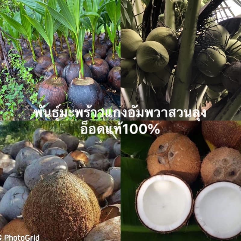 ต้นพันธุ์มะพร้าวแกงอัมพวาแท้ส่งตรงจากสวนเลยจ้า รูปที่ 1
