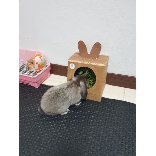 ‼ ‼ใส่หญ้ากระต่าย,กล่องใส่หญ้ากระต่าย,กล่องหญ้าสำหรับกระต่าย,แกสบี้ สัตว์ฟันแทะ รูปที่ 7