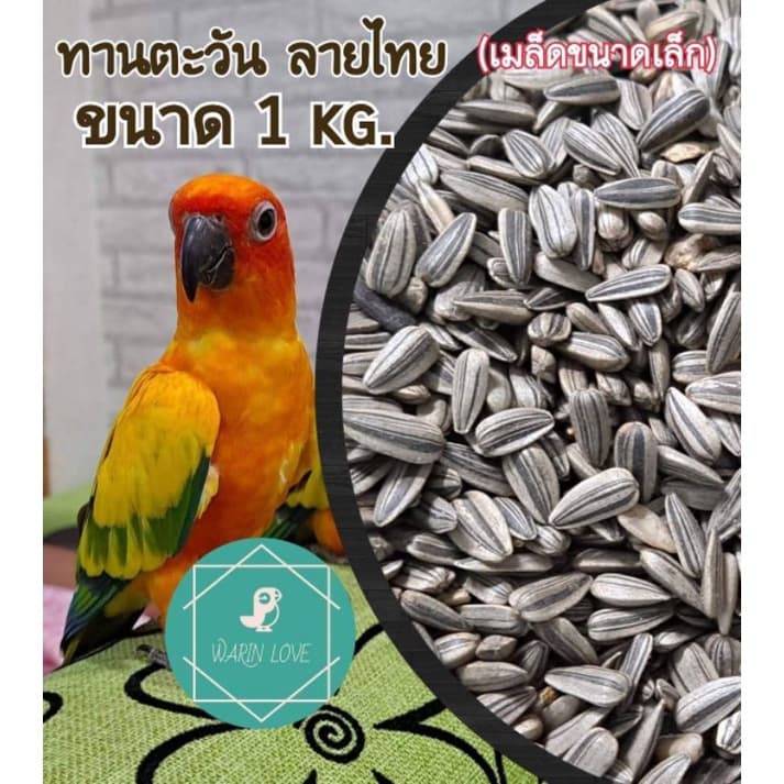 เมล็ดทานตะวันลายไทย 500g.,1 Kg.,3 Kg. อาหารนก บำรุงนก เสริมสำหรับนก และ สัตว์ฟันแทะ หนู นก ชูก้า รูปที่ 1