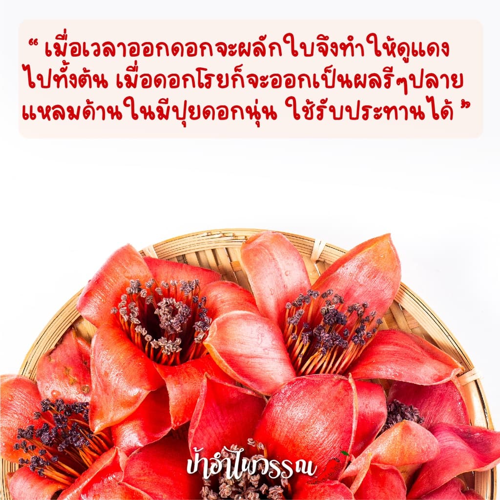 ป้าอำไพวรรณ ดอกงิ้วแห้ง รูปที่ 5