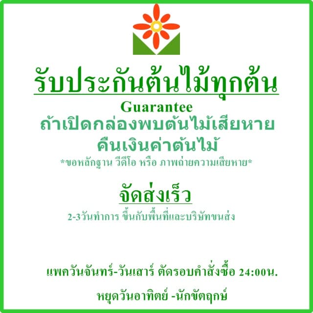 ต้นพยับหมอก ต้นพยัคหมอบ ต้นพยักหมอก พยับหมอก พยักหมอก ในกระถาง 5นิ้ว รูปที่ 6