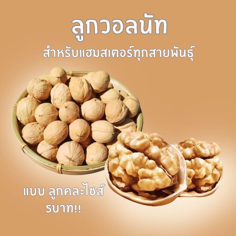 crazy pet shop 🐹ลูกวอลนัท แทะท่านได้ สำหรับหนูแฮมสเตอร์ทุกสายพันธุ์