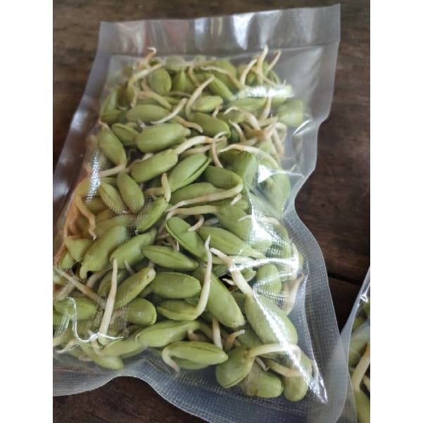 หน่อเหรียง เม็ดเหรียงเพาะ ลูกเหรียง หน่อเหรียงสดเพาะใหม่ก่อนส่ง 250กรัม กรุณาอ่านรายละเอียดก่อนสั่งสินค้าค่ะ รูปที่ 5