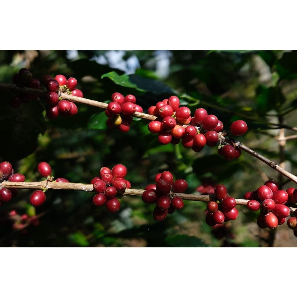 PS--Small Peaberry Dark Roast 1,000g. พีเบอรี่เล็กคละ คั่วเข้ม คั่วสดใหม่ตลอด รูปที่ 4