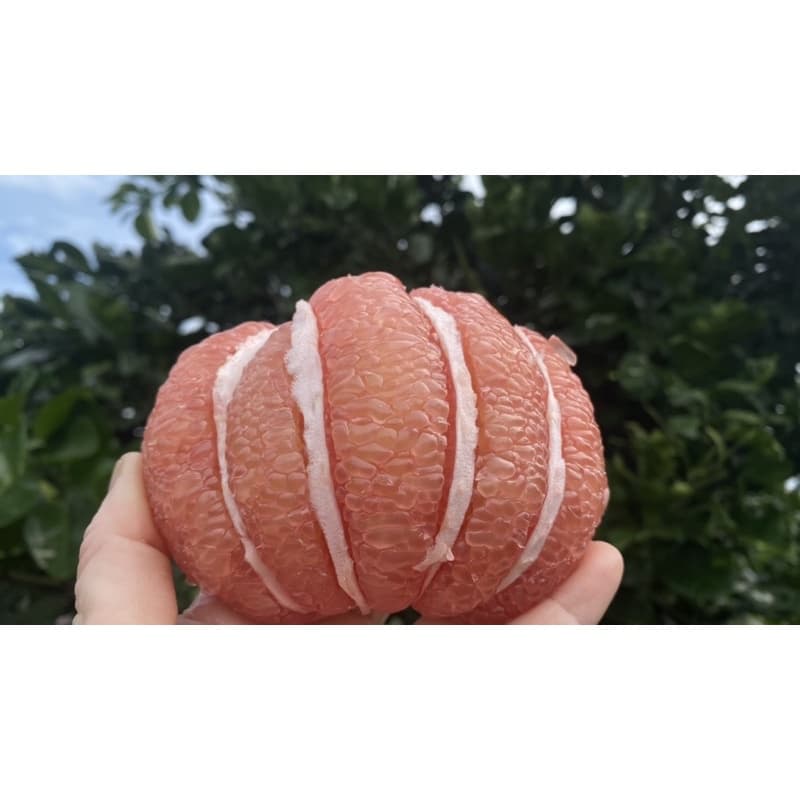 ส้มโอทับทิมสยามขนาด0.8-0.9kgกล่องละ5ลูก รูปที่ 4