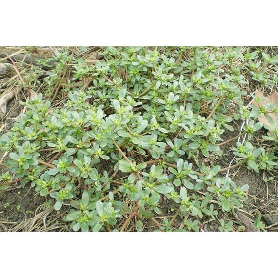 300 เมล็ด ผักเบี้ยใหญ่ Portulaca oleracea ผักอีหลู ผักตาโค้ง ผักเบี้ยดอกเหลือง ผักเบี้ยใหญ่ แดงสวรรค์ สมุนไพรไทย รูปที่ 3