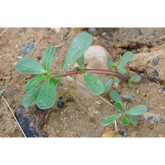 300 เมล็ด ผักเบี้ยใหญ่ Portulaca oleracea ผักอีหลู ผักตาโค้ง ผักเบี้ยดอกเหลือง ผักเบี้ยใหญ่ แดงสวรรค์ สมุนไพรไทย รูปที่ 5