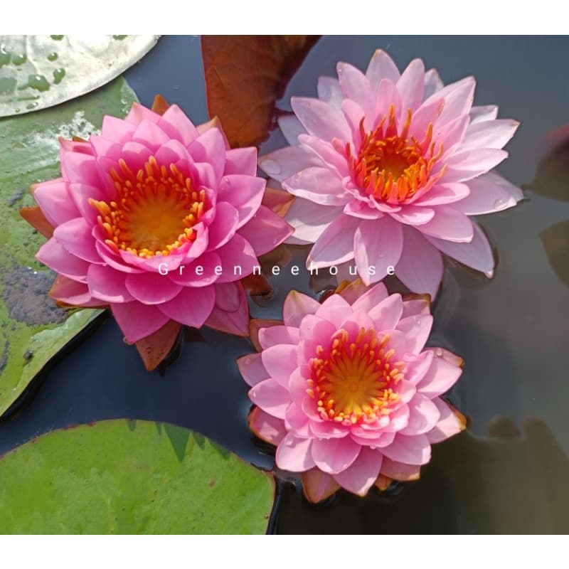 บัวฝรั่งชื่อโรส ควอตซ์ Watterlily ดอกมีความซ้อนกลมชมพูหวานน่ารัก รูปที่ 1
