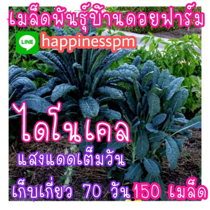 เมล็ด​พันธุ์​ คะน้าไดโนเคล​ lacinato kale​ 150เมล็ด​ รูปที่ 2
