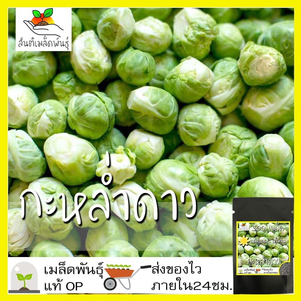 เมล็ดพันธุ์ กะหล่ำดาว 250เมล็ด Brussels sprouts Seed เมล็ดพันธุ์แท้100% นำเข้าจากต่างประเทศ ปลูกผัก สวนครัว ผัดกะหล่ำดาว รูปที่ 1