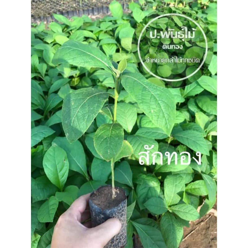 กล้าสักทอง ต้นสัก สูง15-20เซน ‼หากเสียหายเครมฟรี ไม่มีค่าใช้จ่าย‼ รูปที่ 1