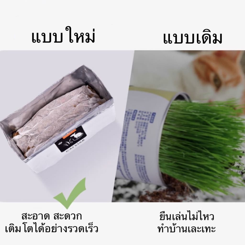 AL-380 ชุดปลูกข้าวสาลี ออร์เเกนิค สำหรับสัตว์เลี้ยง แมว กระต่าย ข้าวสาลีสำหรับสัตว์เลี้ยง รูปที่ 2