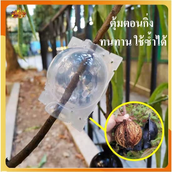 ถูกสุดในไทย ตุ้มตอนกิ่ง ตุ้มตอนพลาสติก ขยายพันธุ์พืช ตอนกิ่ง ตอนต้นไม้ ใช้ซ้ำได้ รูปที่ 1