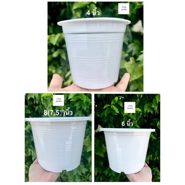 Little กระถางต้นไม้ 10.5 นิ้ว 6 นิ้ว 8 นิ้ว 5.5 นิ้ว 4 นิ้ว 3 นิ้ว รูปที่ 5