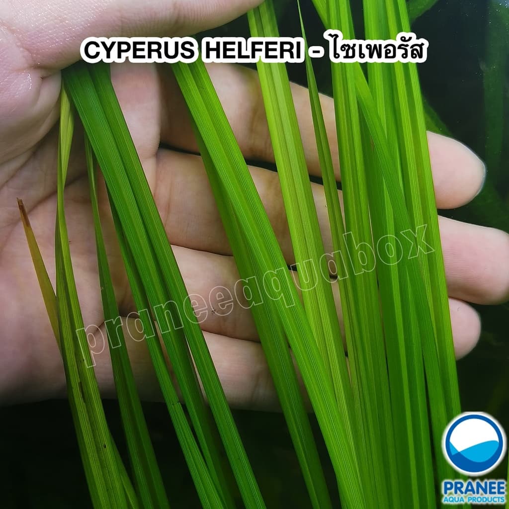 CYPERUS HELFERI - ไม้หลังตู้ เลี้ยงง่าย ต้นไม้น้ำตา ต้นไม้พร้อมปลูก ***กรุณาอ่านรายละเอียดก่อนสั่งซื้อ*** รูปที่ 3