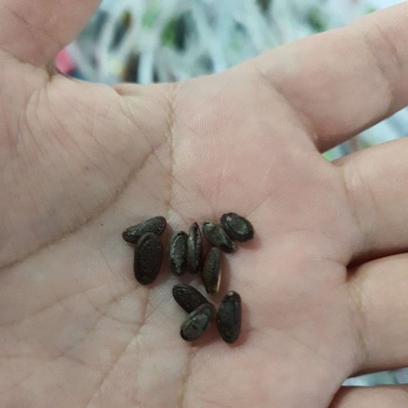 บวบจิ๋วมะนอยถูกที่สุด10บ.เมล็ดพันธุ์บวบจิ๋วมะนอย 10 เมล็ดปลูกง่ายลูกดกมากทานอร่อย รูปที่ 4