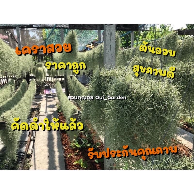 เคราฤาษี ใส่มงกุฎห่วง6และ10นิ้ว พร้อมลวดแขวน ยาว40-50 ซม. คัดดำ เคราสวยสุขภาพดี รูปที่ 8