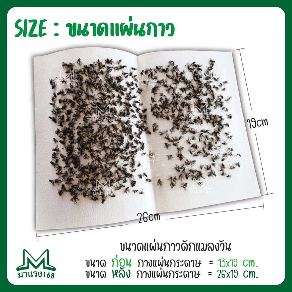 กาวดักแมลงวัน ยกลัง รุ่นกระดาษ แพ็ค ขายดี! รูปที่ 7