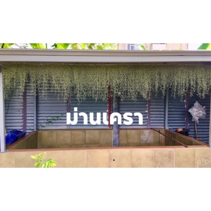 เคราฤาษี ลวดอลูมิเนียม ร้อยหนวดฤาษี 3 นิ้ว,5นิ้ว,8นิ้ว,ทิล+เครา,ม่านเครา รูปที่ 8