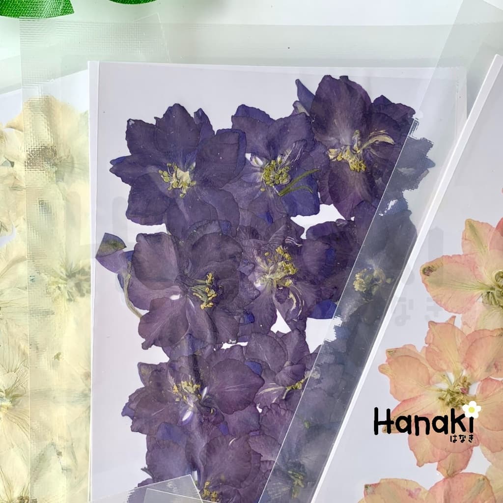ดอกเดลฟินเนียมทับแห้ง ดอกไม้จริงทับแห้ง ดอกไม้ทับแห้ง Pressed Flowers รูปที่ 4