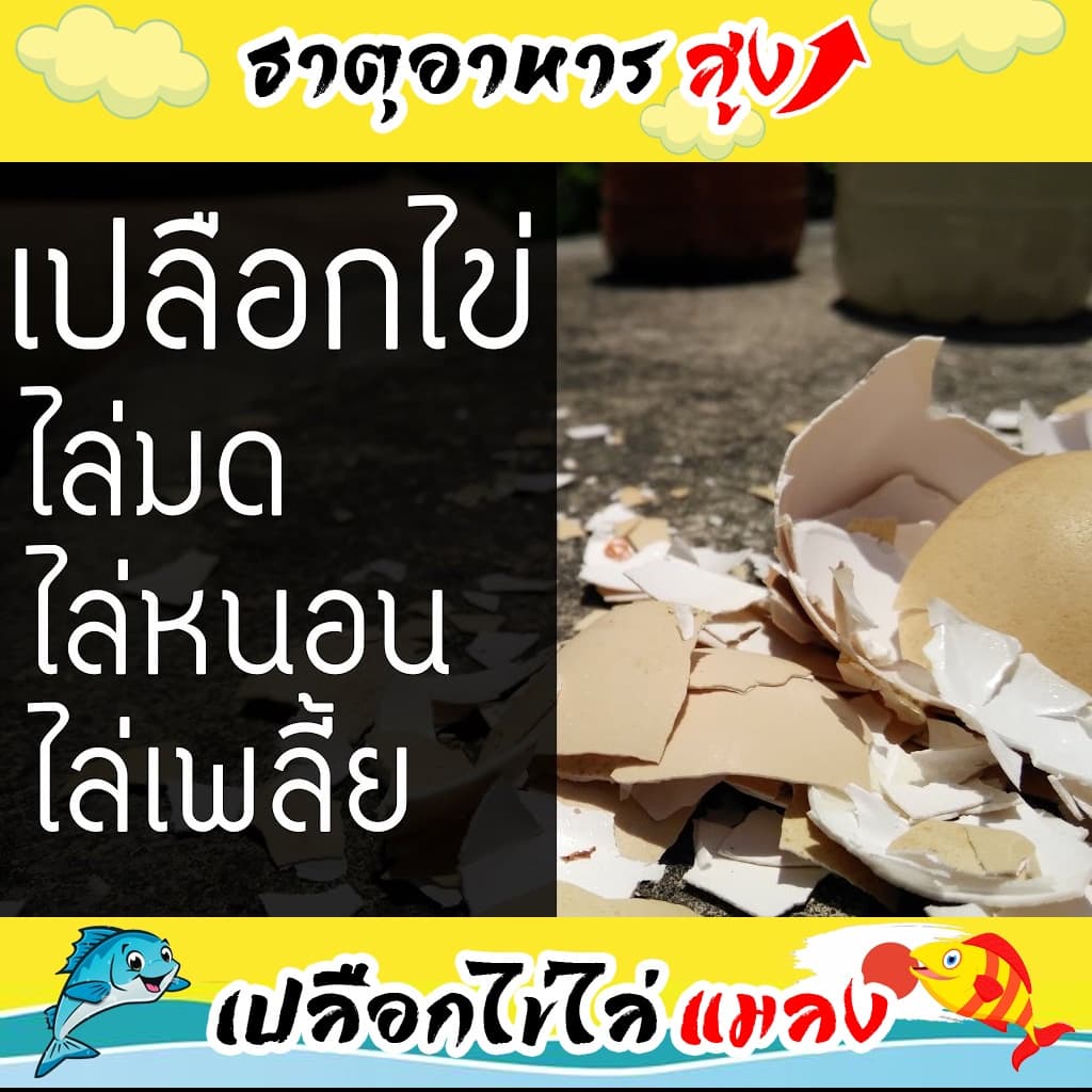 น้ำหมักปลาทะเล จากญี่ปุ่นผสมเปลือกไข่ ช่วยไล่แมลง รูปที่ 2