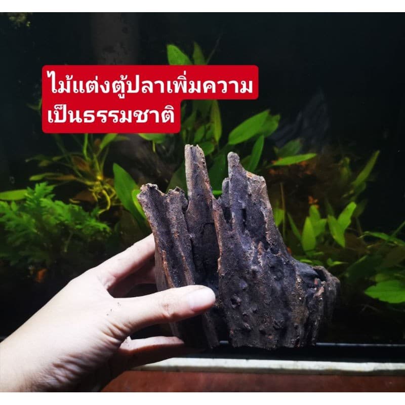 ขอนไม้ธรรมชาติ​ แต่งตู้ปลา​ เพิ่มความเป็นธรรมชาติ​ รูปที่ 1