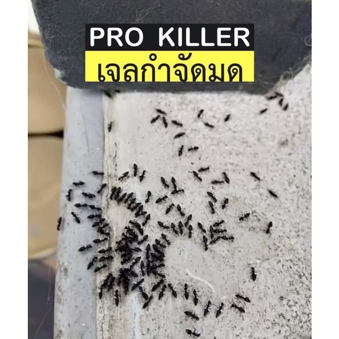 เจลกำจัดมด 50 กรัม PRO KILLER เจ้าของแบรนด์ รูปที่ 4