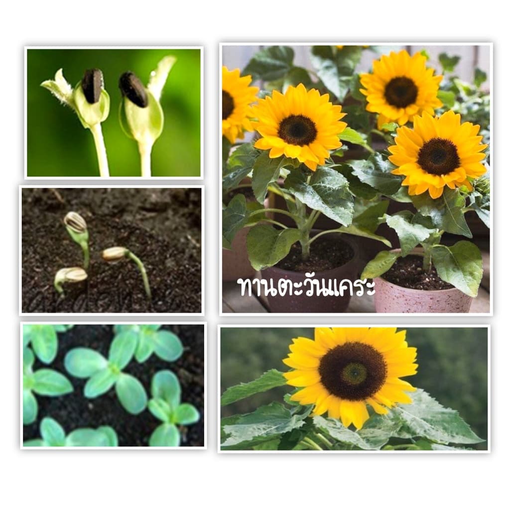 เมล็ดพันธุ์ ทานตะวันแคระ 50 เมล็ด Big Smile Sunflower Seed เมล็ดพันธุ์แท้100% รูปที่ 3