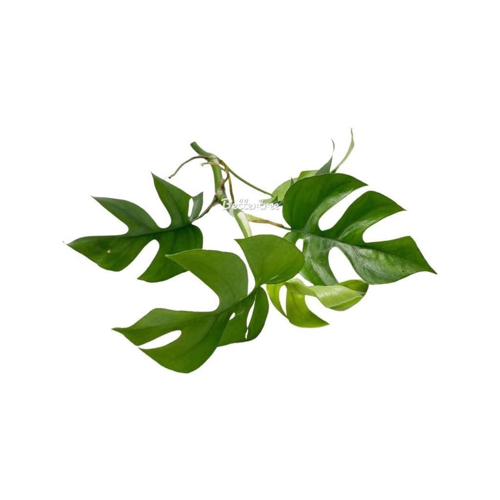 มอนสเตอร่าจินนี่ Monstera Ginny Philodendron Ginny ต้นไม้ฟอกอากาศ มอนสเตอร่า Monstera รูปที่ 6