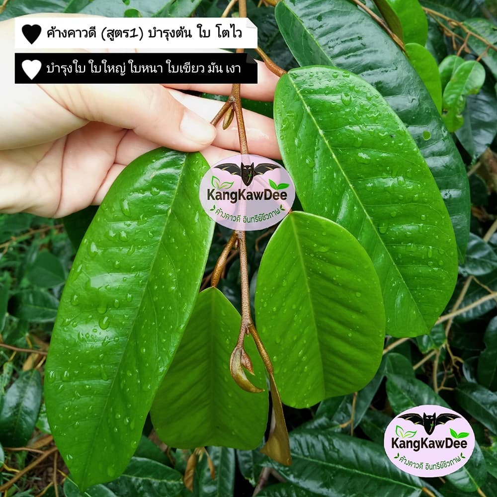 ปุ๋ยทุเรียนช่วงทำใบ เพิ่มใบ ค้างคาวดีสูตร1 ฟื้นต้น เร่งแตกยอด สร้างใบใหม่ สะสมอาหาร F1-150ML รูปที่ 9