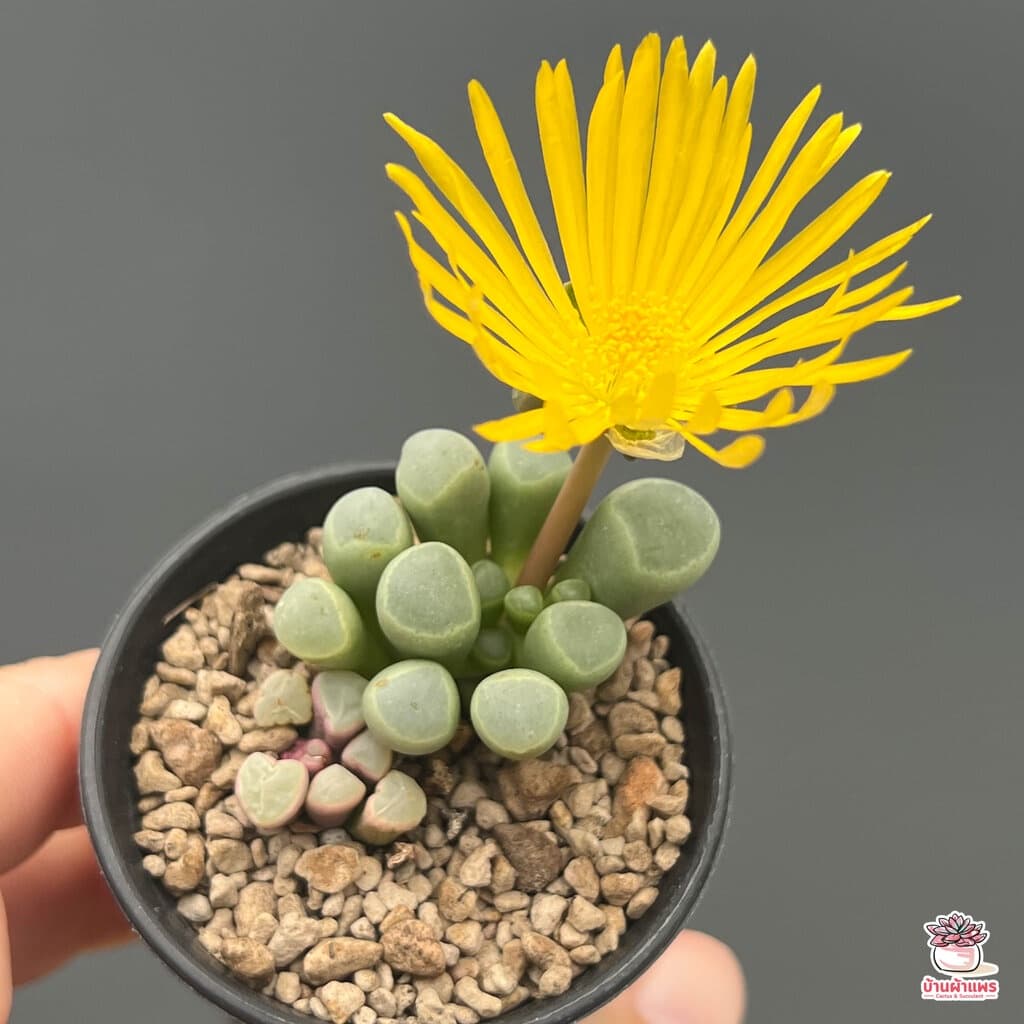 Fenestraria Aurantiaca ไม้อวบน้ำ กุหลาบหิน Cactus&Succulent หลากหลายสายพันธุ์ รูปที่ 8