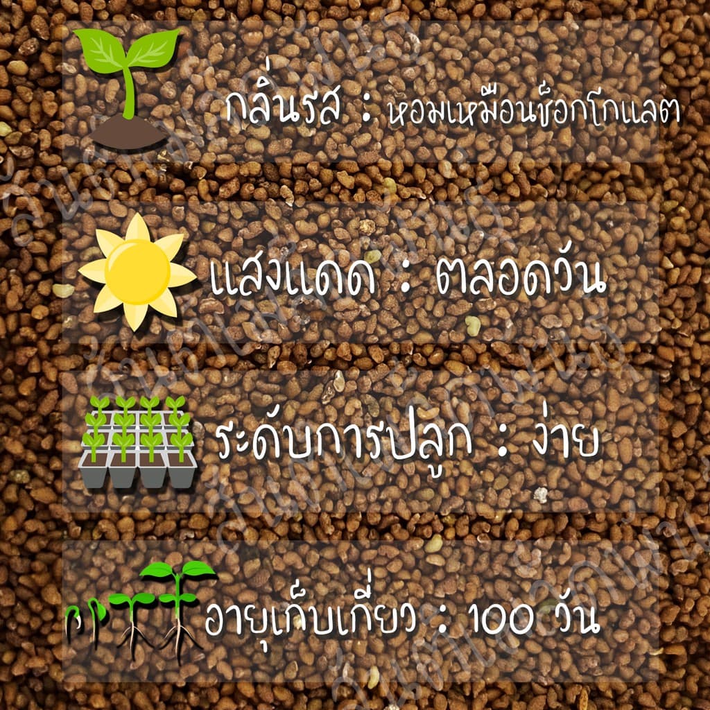 เมล็ดพันธุ์ ดอกเบิร์ดอายจิเลีย กลิ่นหอม 100 เมล็ด Bird's Eyes เมล็ดพันธุ์แท้100% นำเข้าจากต่างประเทศ ดี รูปที่ 2