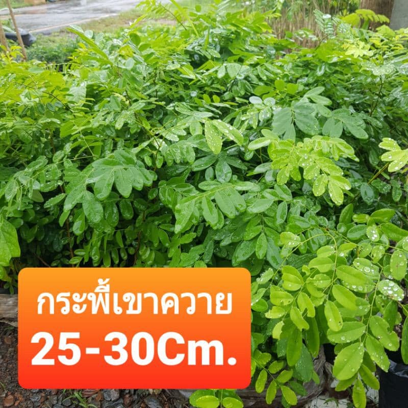 ต้นกระพี้เขาควาย ต้นไม้ตาย เคลมฟรี ทุกต้น เฉพาะ ระหว่างขนส่ง เท่านั้น ไม้ราคาเเพงมาก รูปที่ 1