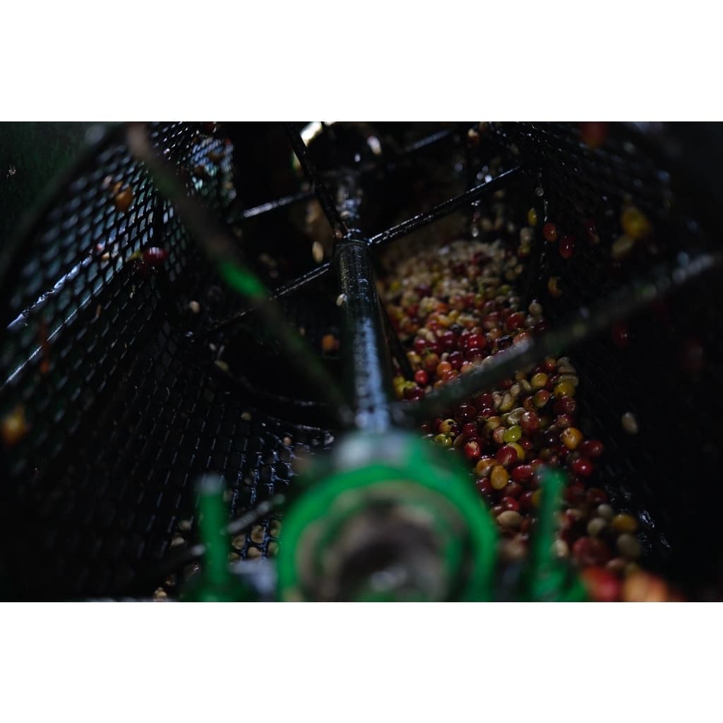 PS--Small Peaberry Dark Roast 1,000g. พีเบอรี่เล็กคละ คั่วเข้ม คั่วสดใหม่ตลอด รูปที่ 6