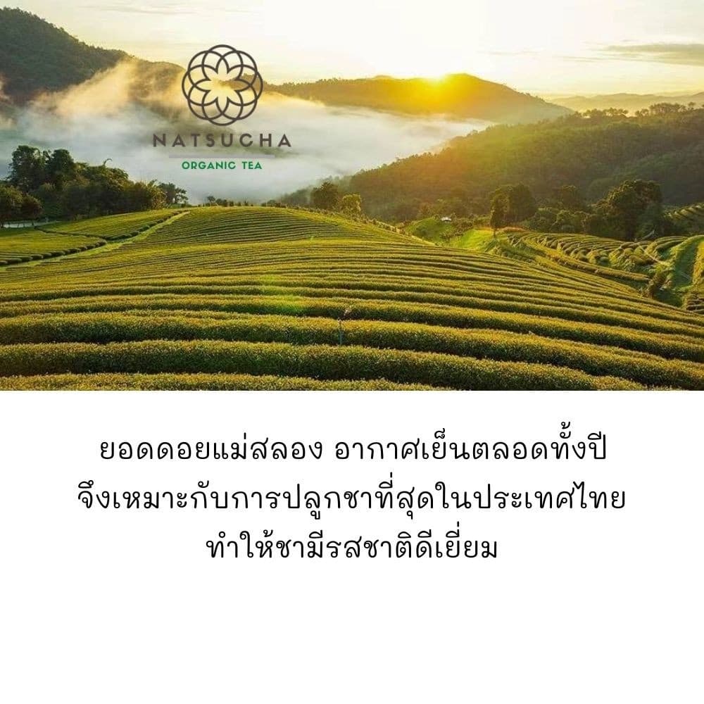 ชาพีช ชาอู่หลงพีช Peach Oolong tea ใบชาอู่หลงอย่างดีคัดเฉพาะใบอ่อน รสนุ่ม กลิ่นหอมพีช รูปที่ 7