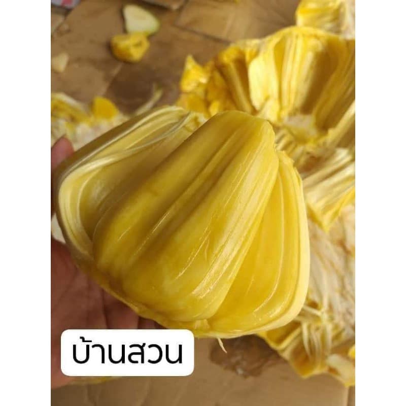 ต้นขนุน พันธุ์เพชรราชา ต้นทาบกิ่ง สูง 90-100 ซม. รูปที่ 5