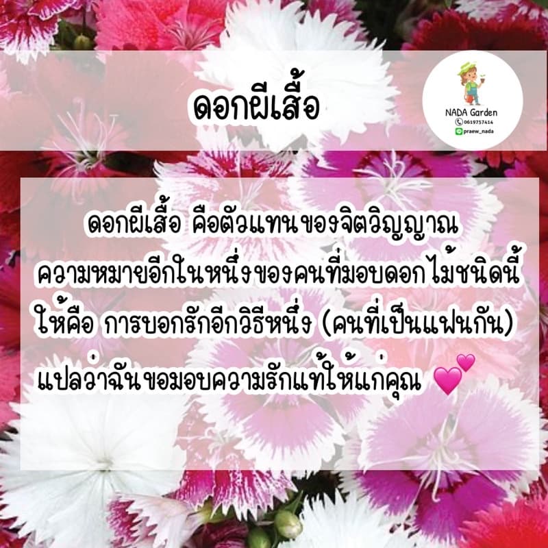 เมล็ดดอกผีเสื้อ Dianthus คละสี 200เมล็ด เมล็ดพันธุ์OPแท้ รูปที่ 3