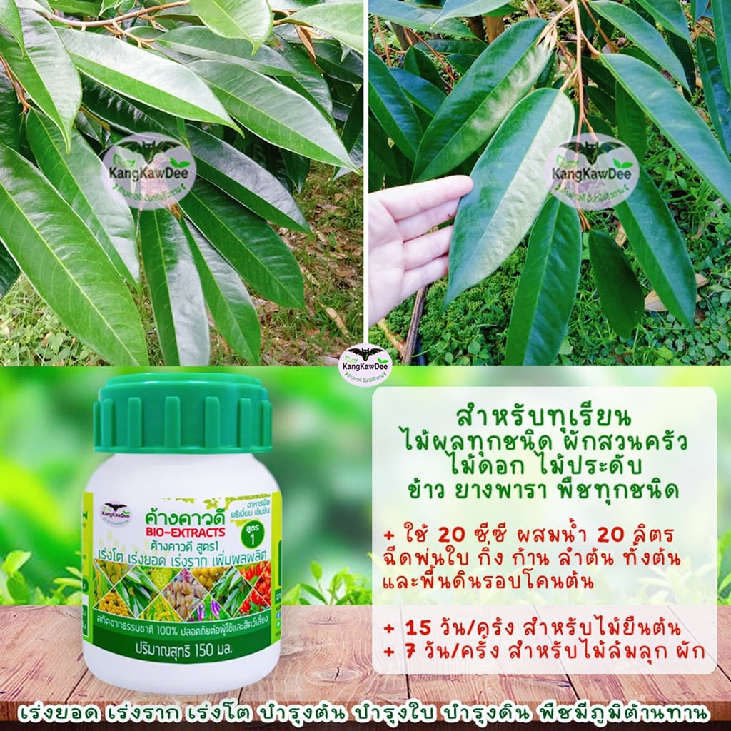 ปุ๋ยทุเรียนช่วงทำใบ เพิ่มใบ ค้างคาวดีสูตร1 ฟื้นต้น เร่งแตกยอด สร้างใบใหม่ สะสมอาหาร F1-150ML รูปที่ 5