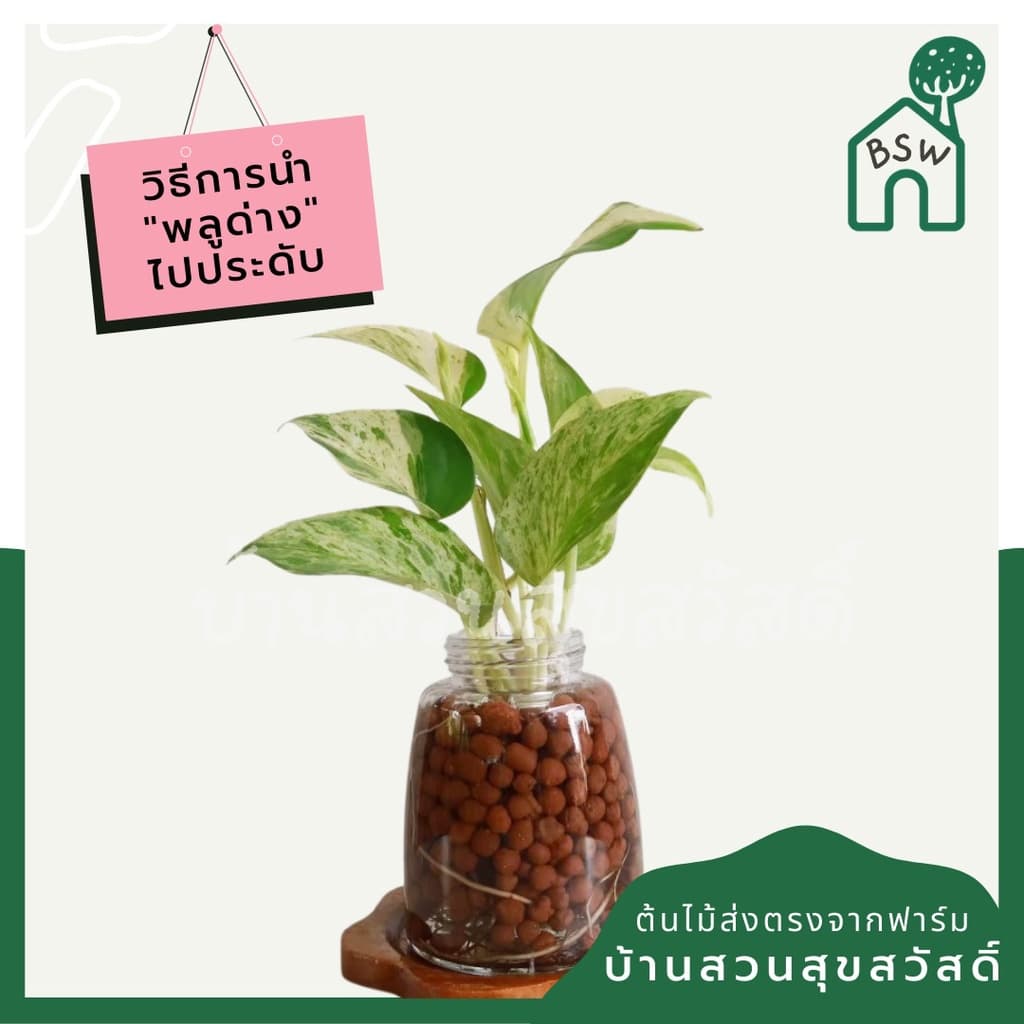 พลูด่างราชินีหินอ่อน กระถาง 3 นิ้ว มาในกระถางพร้อมตั้ง รูปที่ 6