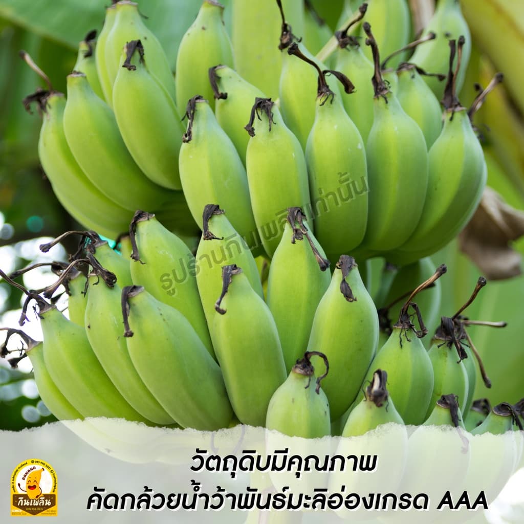 กินเพลินรวม กล้วยตากม้วน กล้วยตากแผ่นม้วน กล้วยตากธรรมชาติ รูปที่ 8