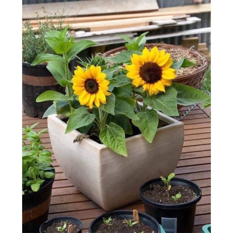 เมล็ดพันธุ์ ทานตะวันแคระ 50 เมล็ด Big Smile Sunflower Seed เมล็ดพันธุ์แท้100% รูปที่ 9