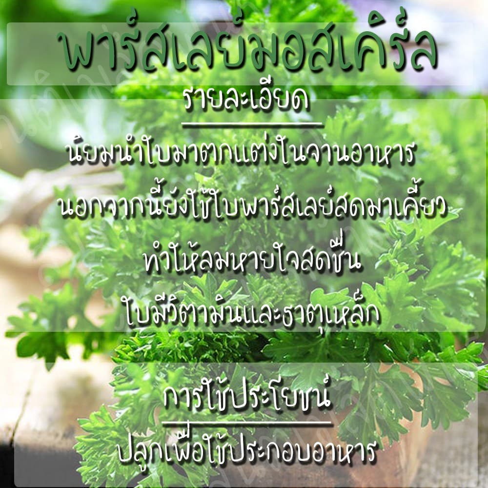 เมล็ดพันธุ์ พาร์สเลย์ มอสเคิร์ล 200 เมล็ด Moss Curled Parsley Seed เมล็ดพันธุ์แท้ นำเข้าจากต่างประเทศ ปลูกผัก สวนครัว รูปที่ 3