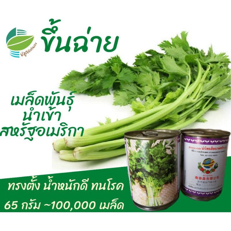 ขึ้นฉ่าย ~ 100,000 เมล็ด 65 กรัม ​ #คึ่นฉ่าย #คึ่นช่าย #ขึ้นช่าย #คื่นฉ่าย รูปที่ 1