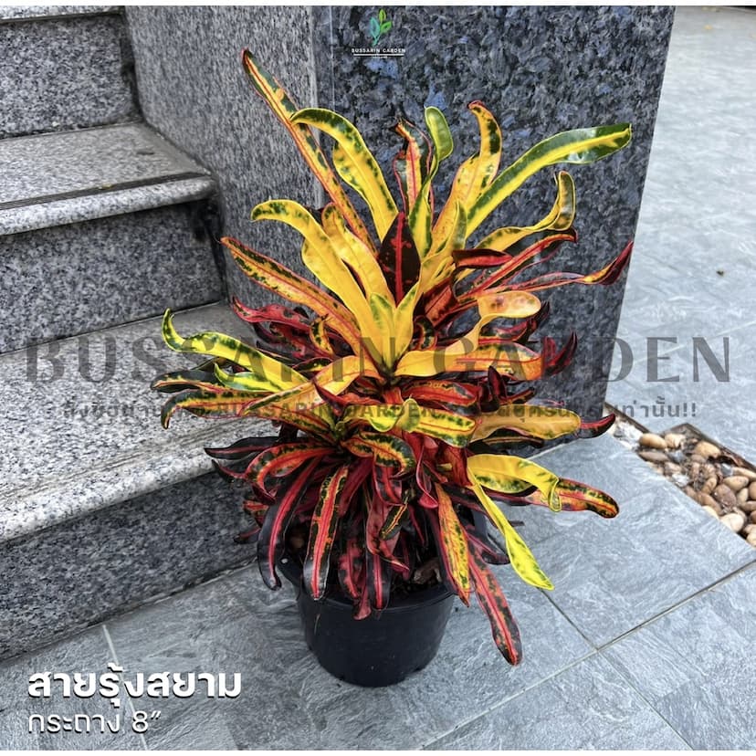 ต้นโกสนพันธุ์ สายรุ้งสยาม ไซส์ใหญ่ กระถาง 8" สูง 30-40 เซนติเมตร ซื้อ 10 แถม 1 รูปที่ 2