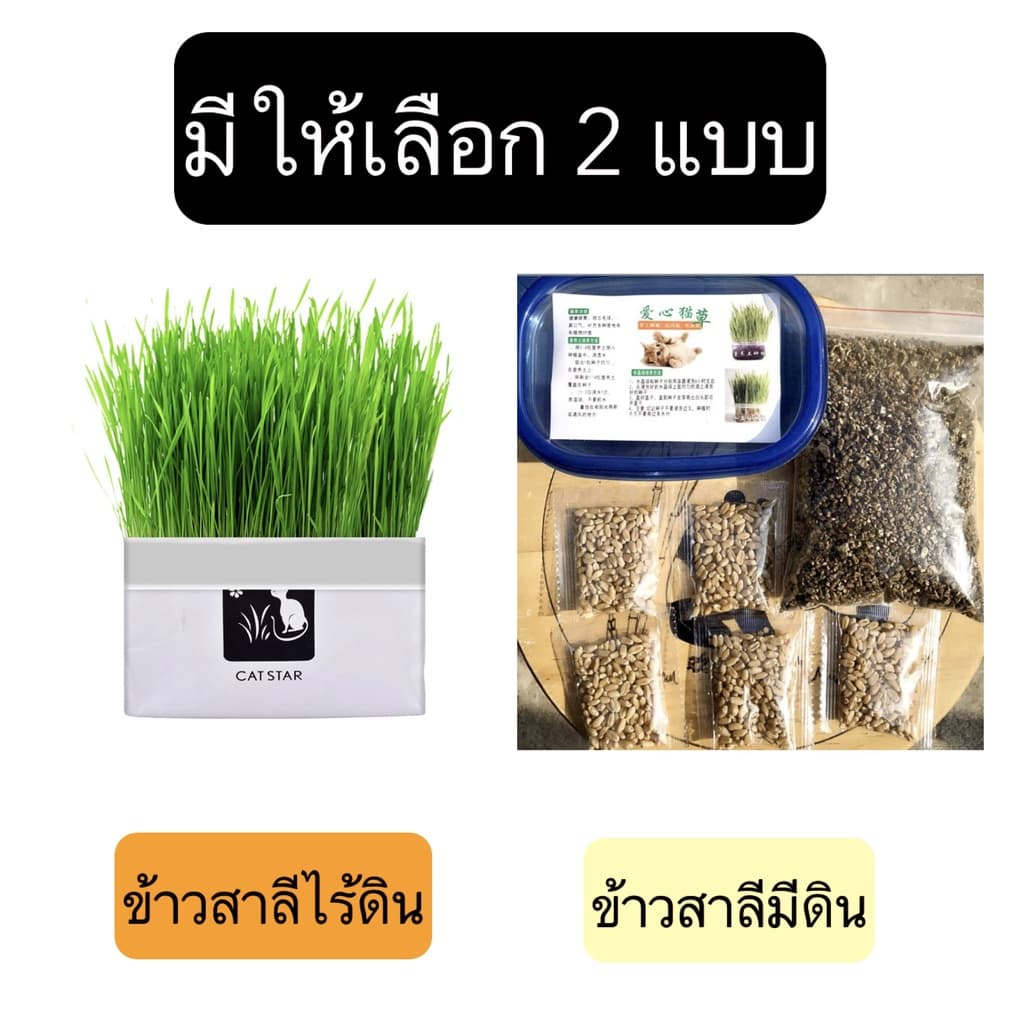 AL-380 ชุดปลูกข้าวสาลี ออร์เเกนิค สำหรับสัตว์เลี้ยง แมว กระต่าย ข้าวสาลีสำหรับสัตว์เลี้ยง รูปที่ 3