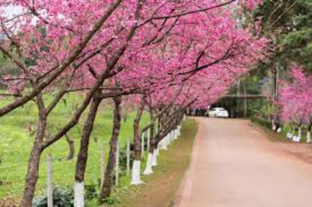 ต้นพญาเสือโคร่ง นางพญาเสือโคร่ง สูง50-70cm รูปที่ 2