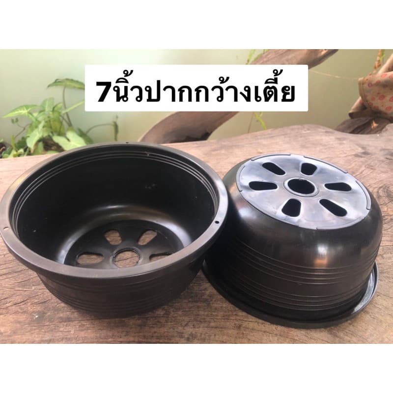 กระถางต้นไม้ สีดำ ปากกว้างเตี้ย ขนาด7นิ้ว 10นิ้ว รูปที่ 3