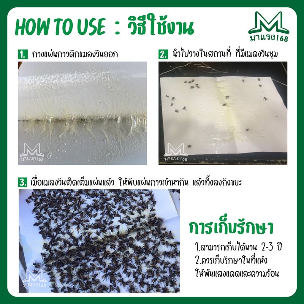 กาวดักแมลงวัน ยกลัง รุ่นกระดาษ แพ็ค ขายดี! รูปที่ 6